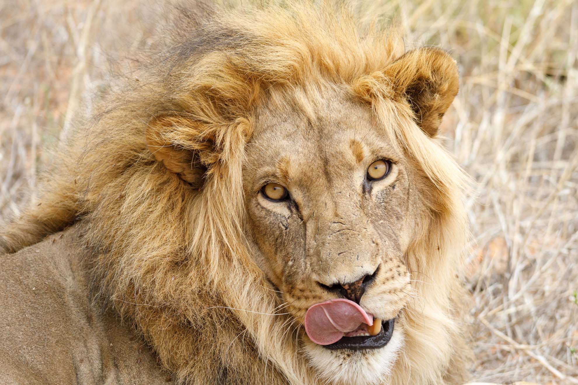 Löwe