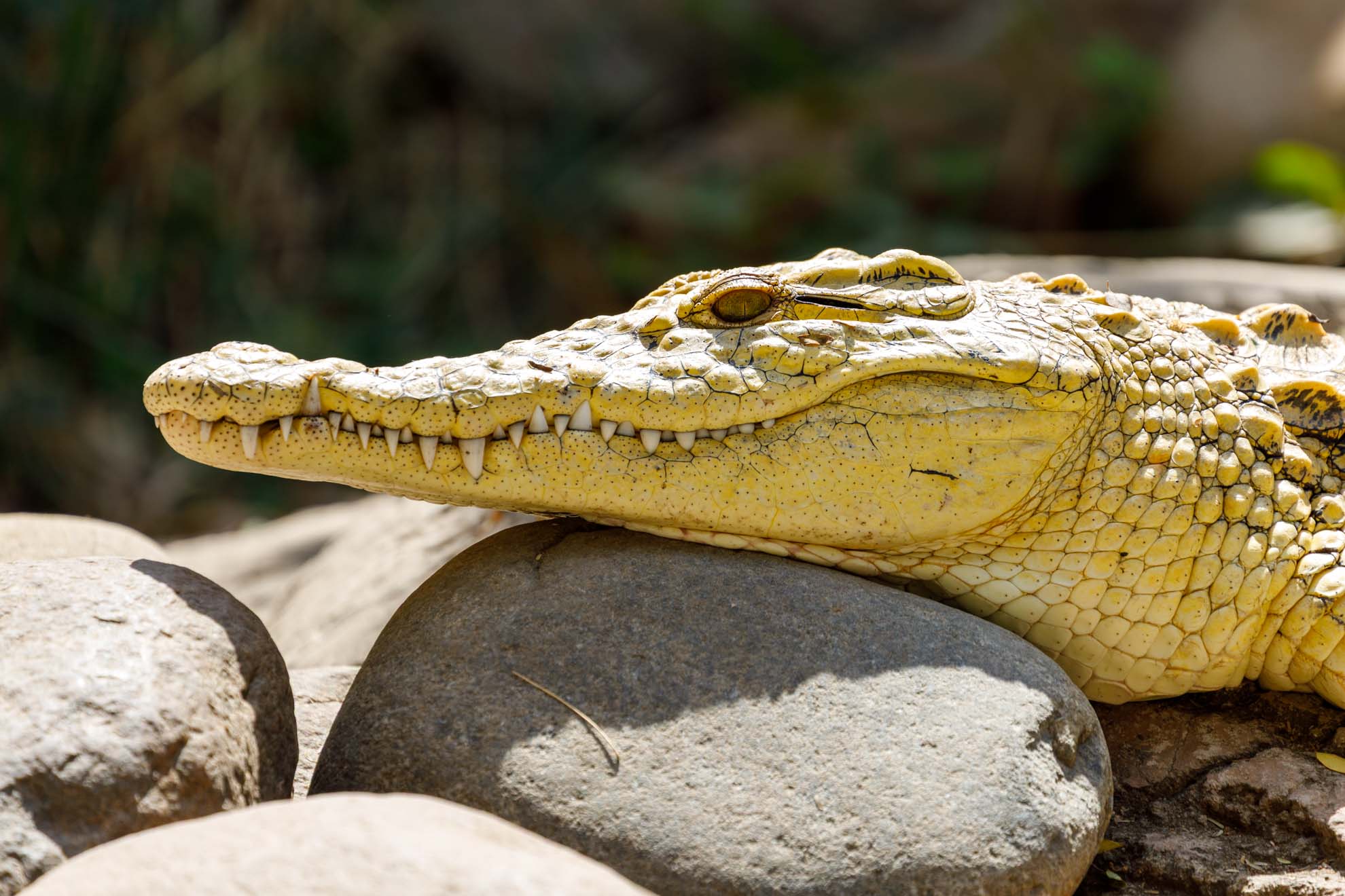 #1 – Das Nilkrokodil