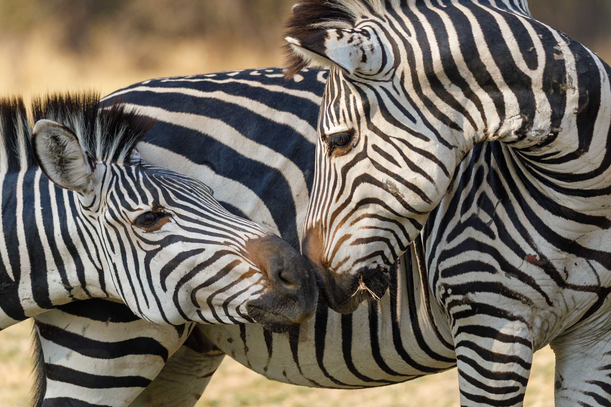 #3 – Das Zebra