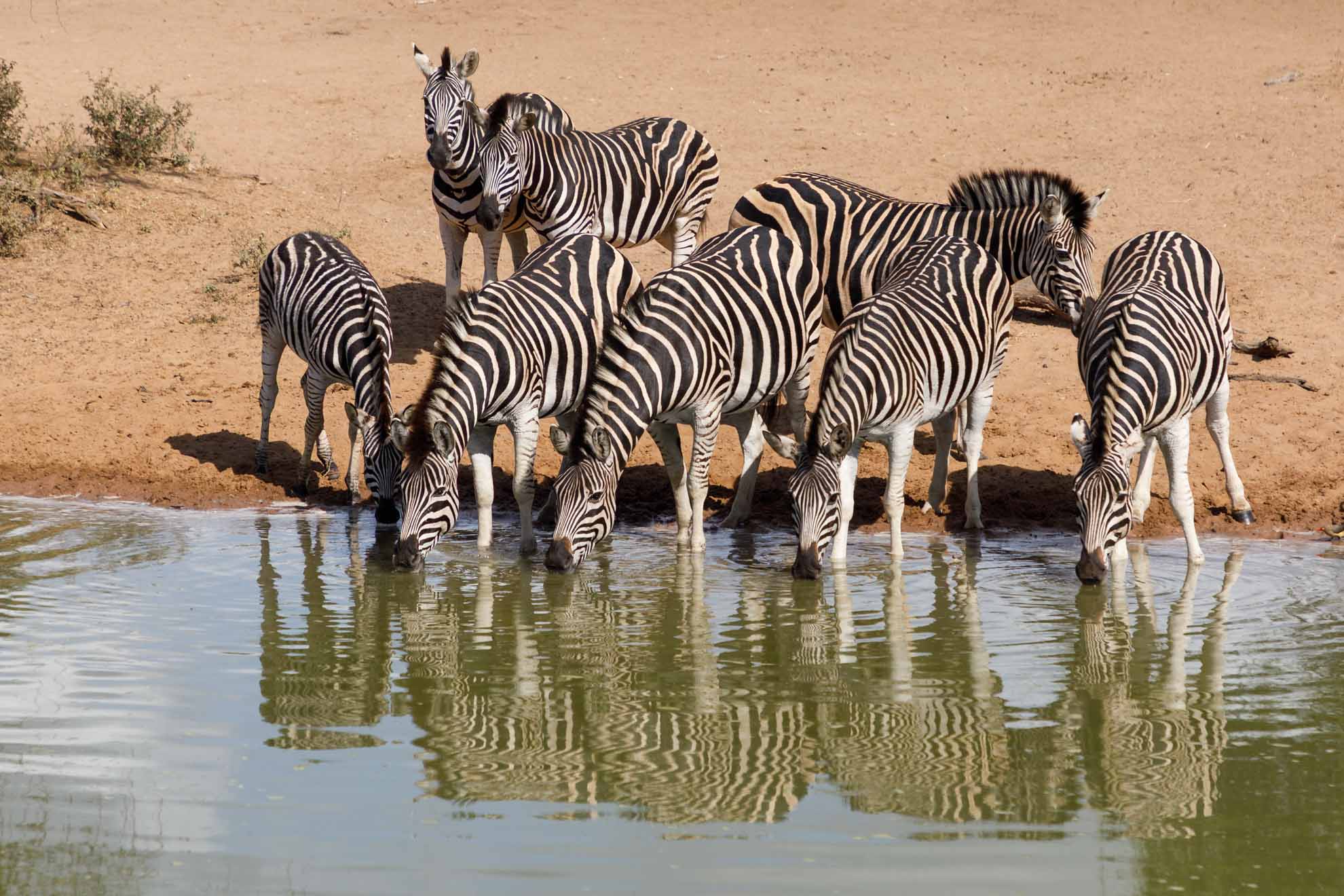 Zebras