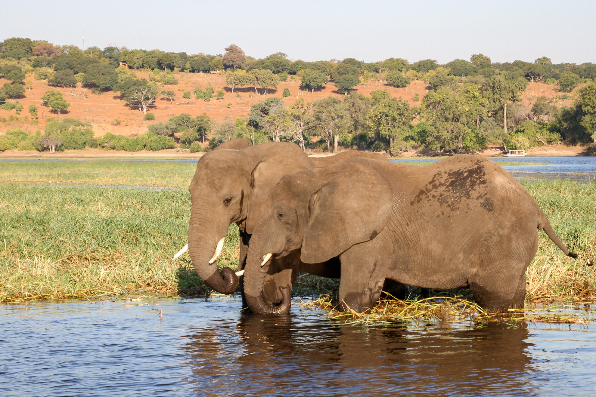 Chobe Nationalpark