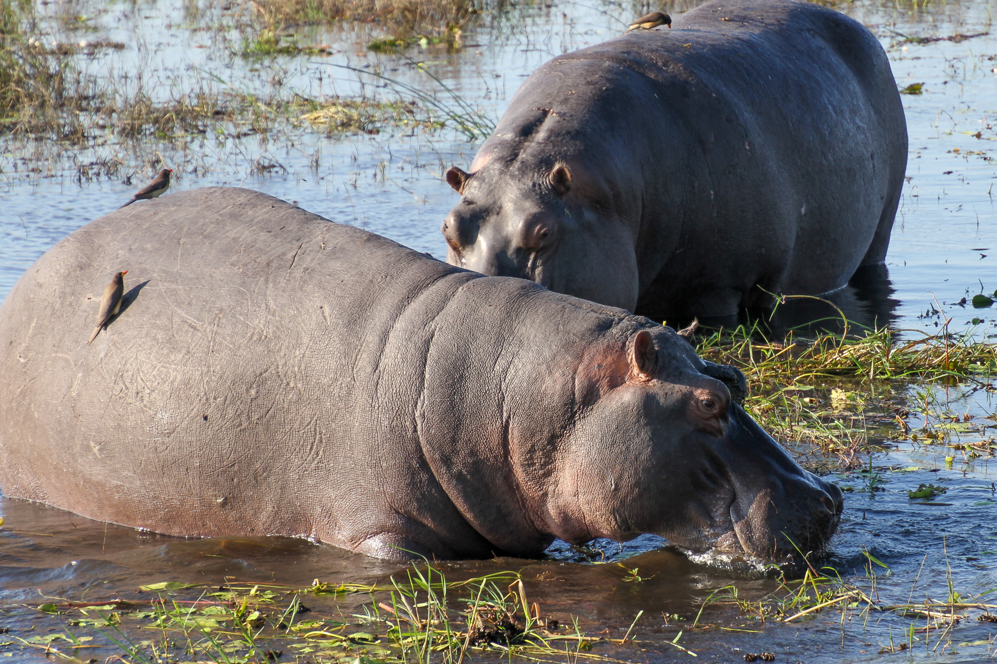 Chobe Nationalpark