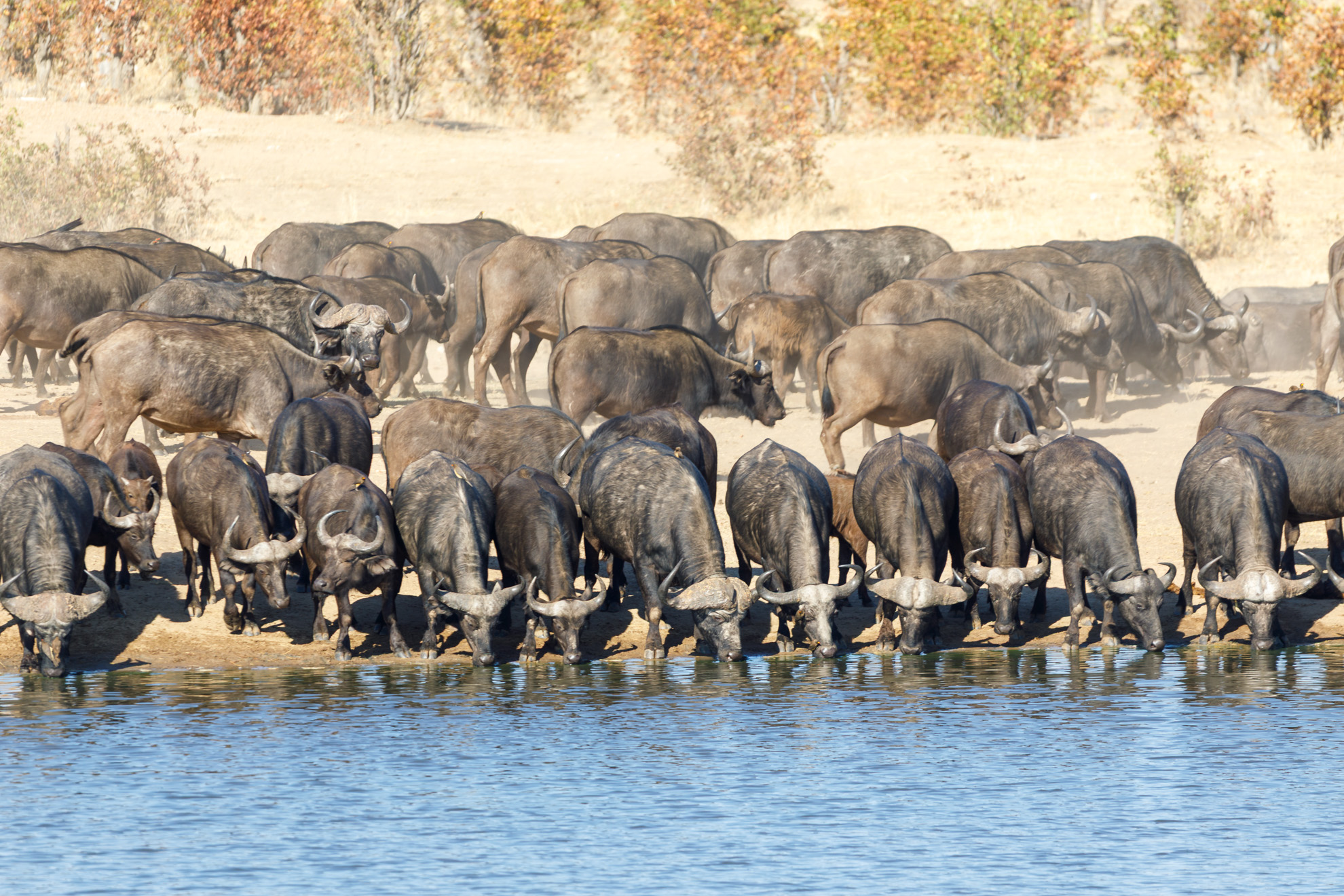 Hwange Nationalpark