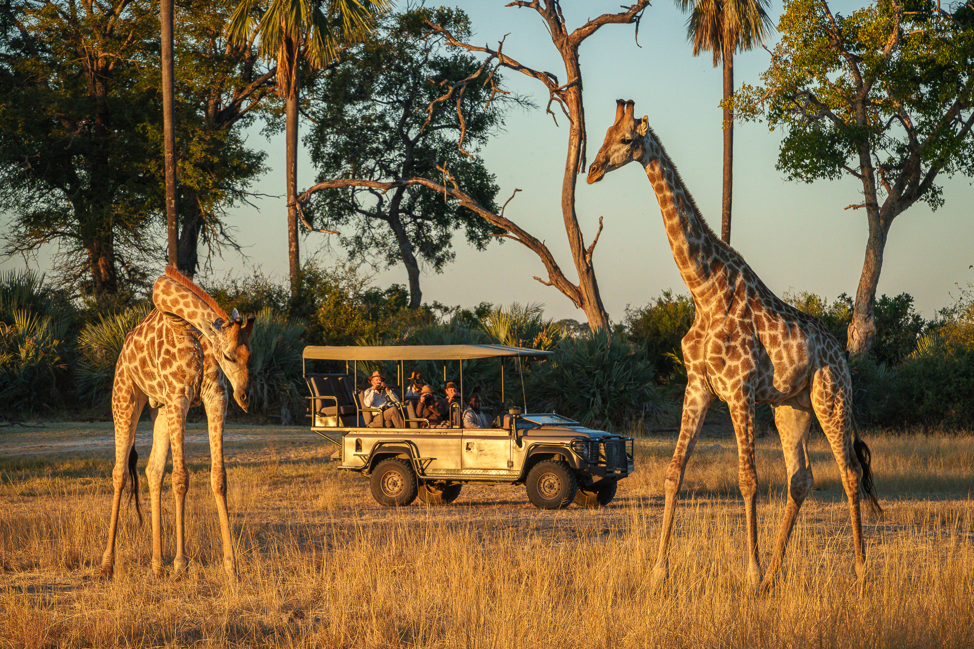 Kwetsani Camp, Safari