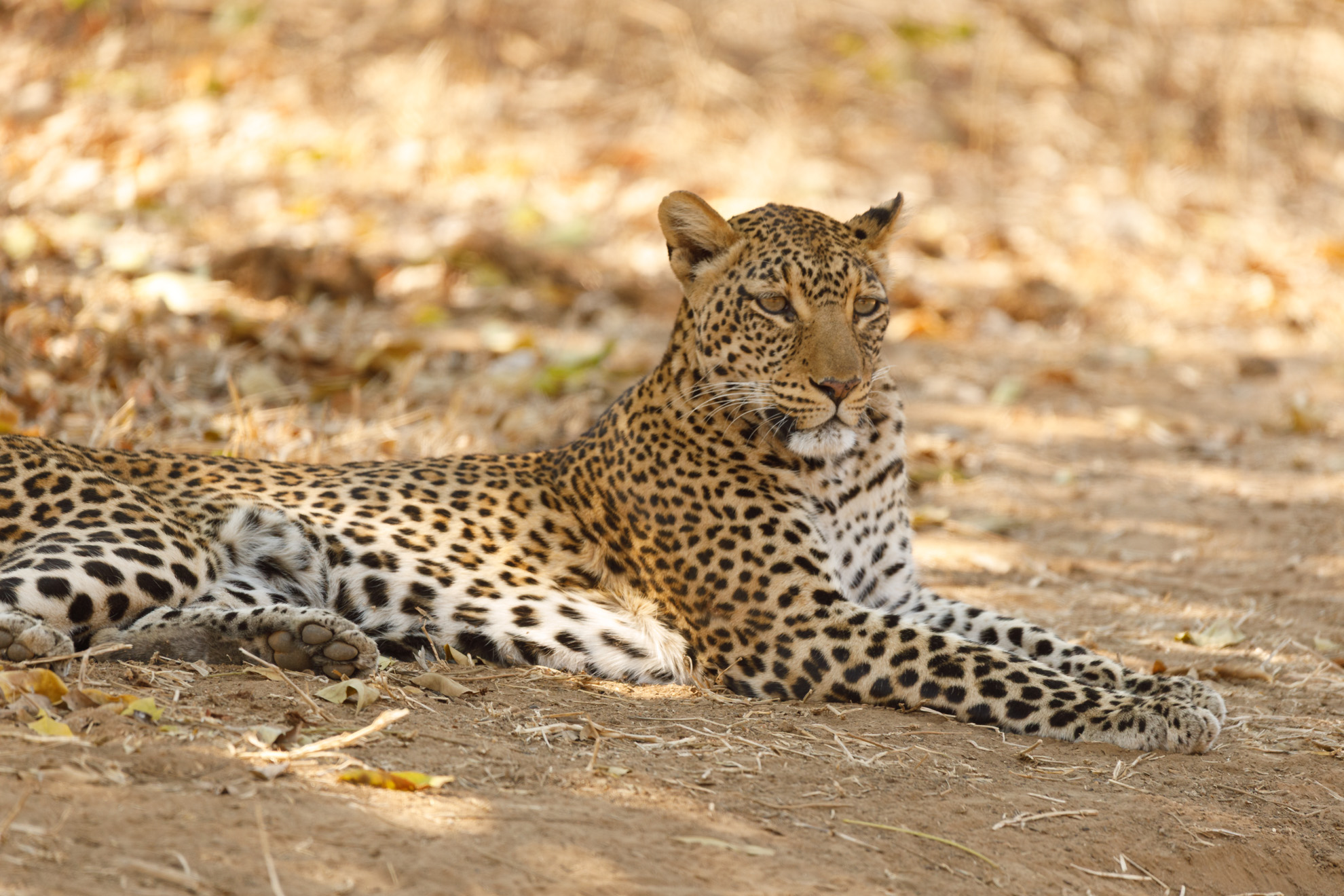 Leopard