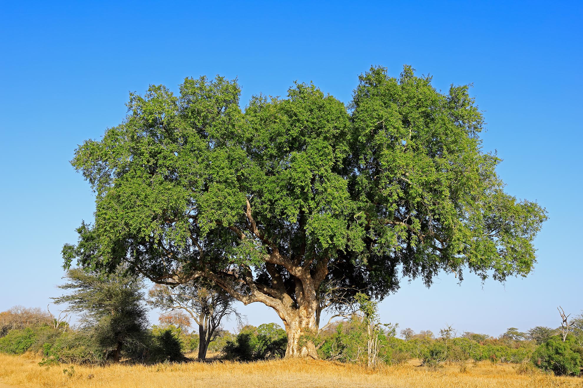Maulbeerfeigenbaum