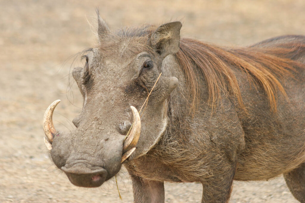 Warzenschwein
