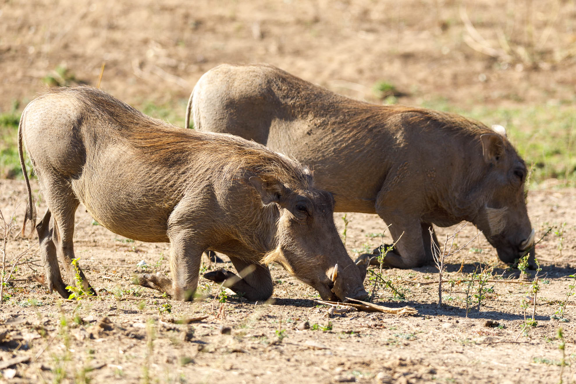 Warzenschwein