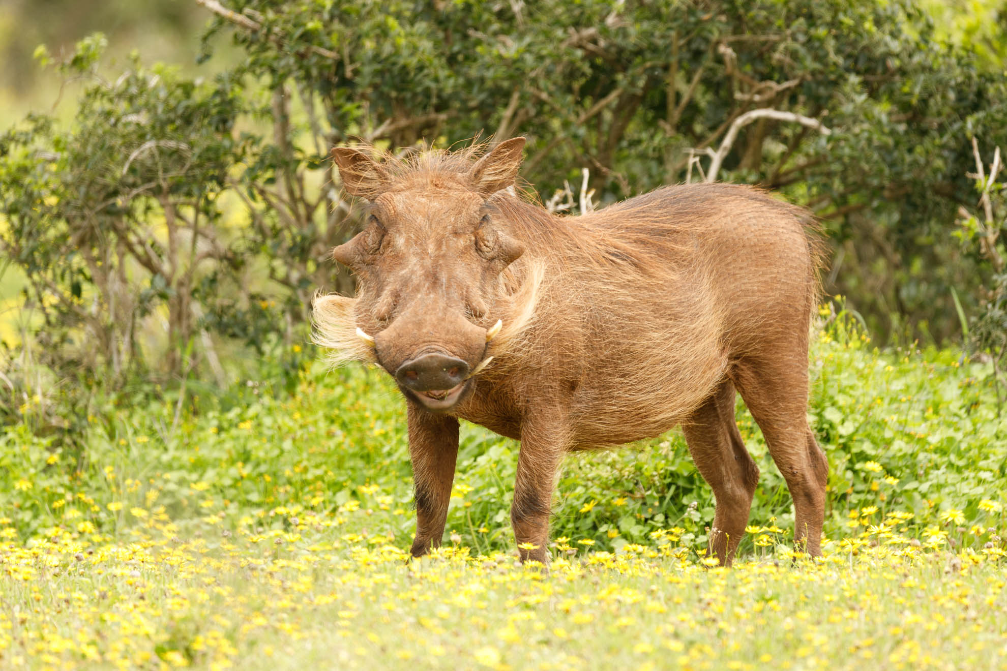 Warzenschwein