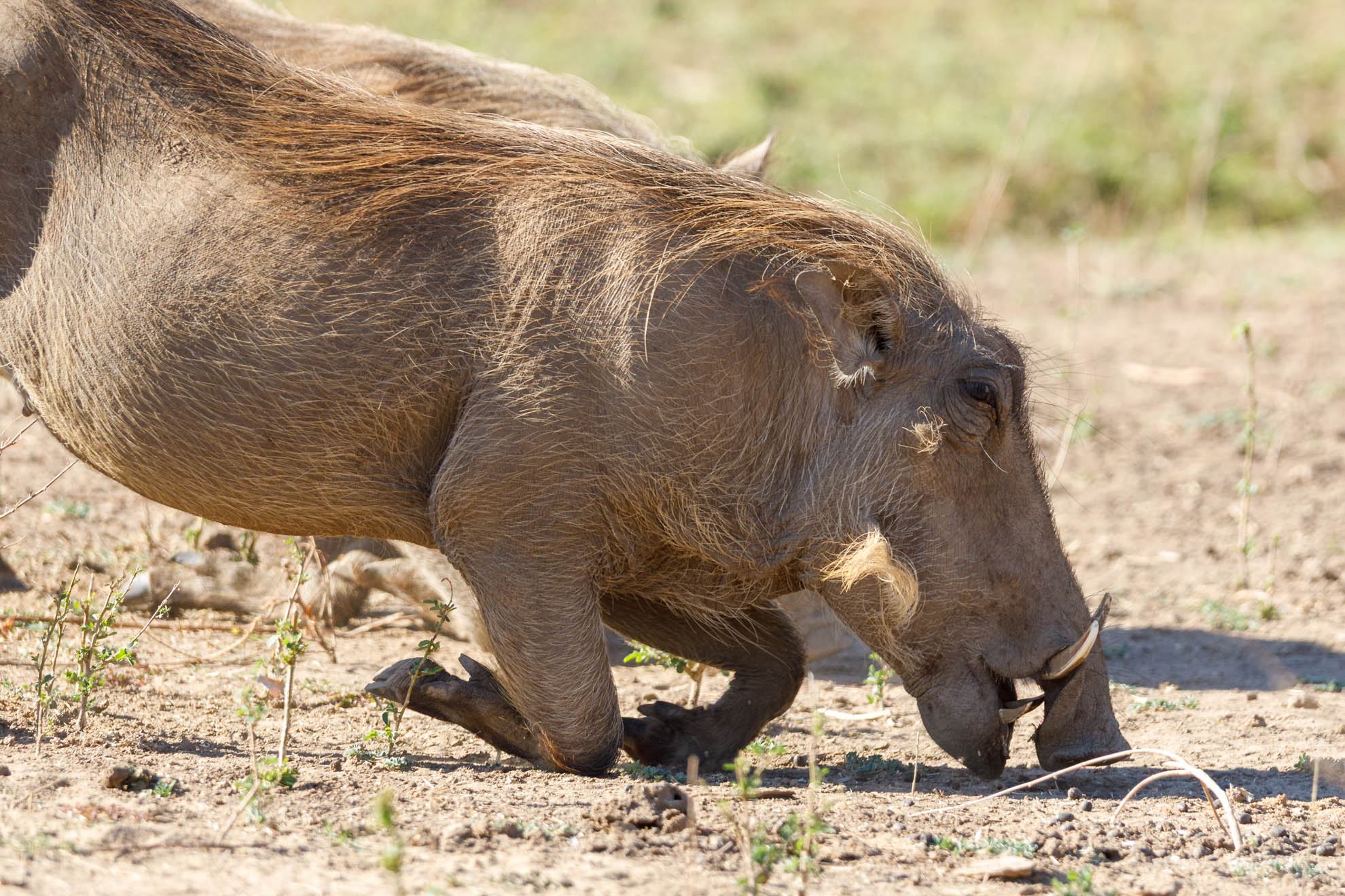 Warzenschwein
