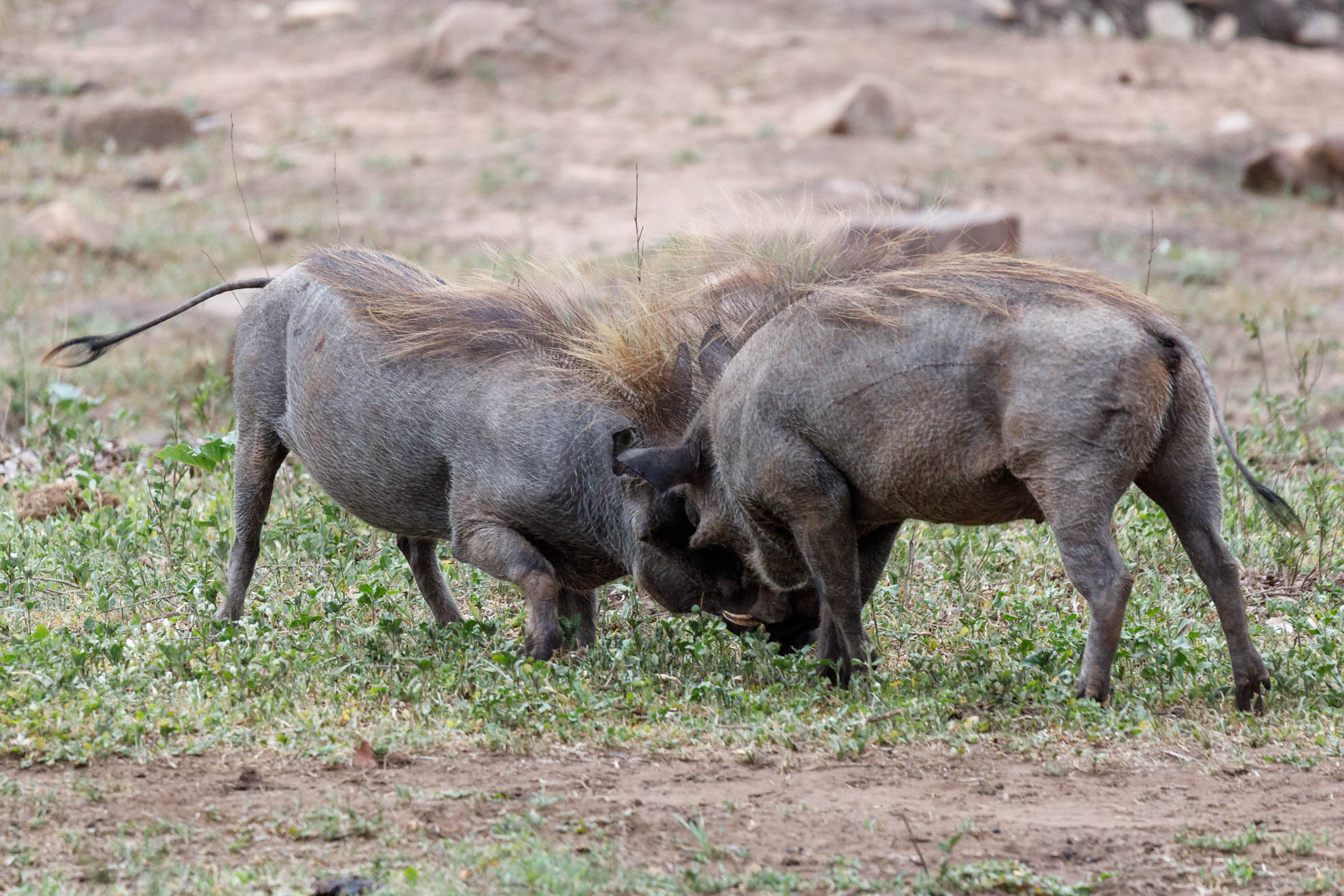 Warzenschwein