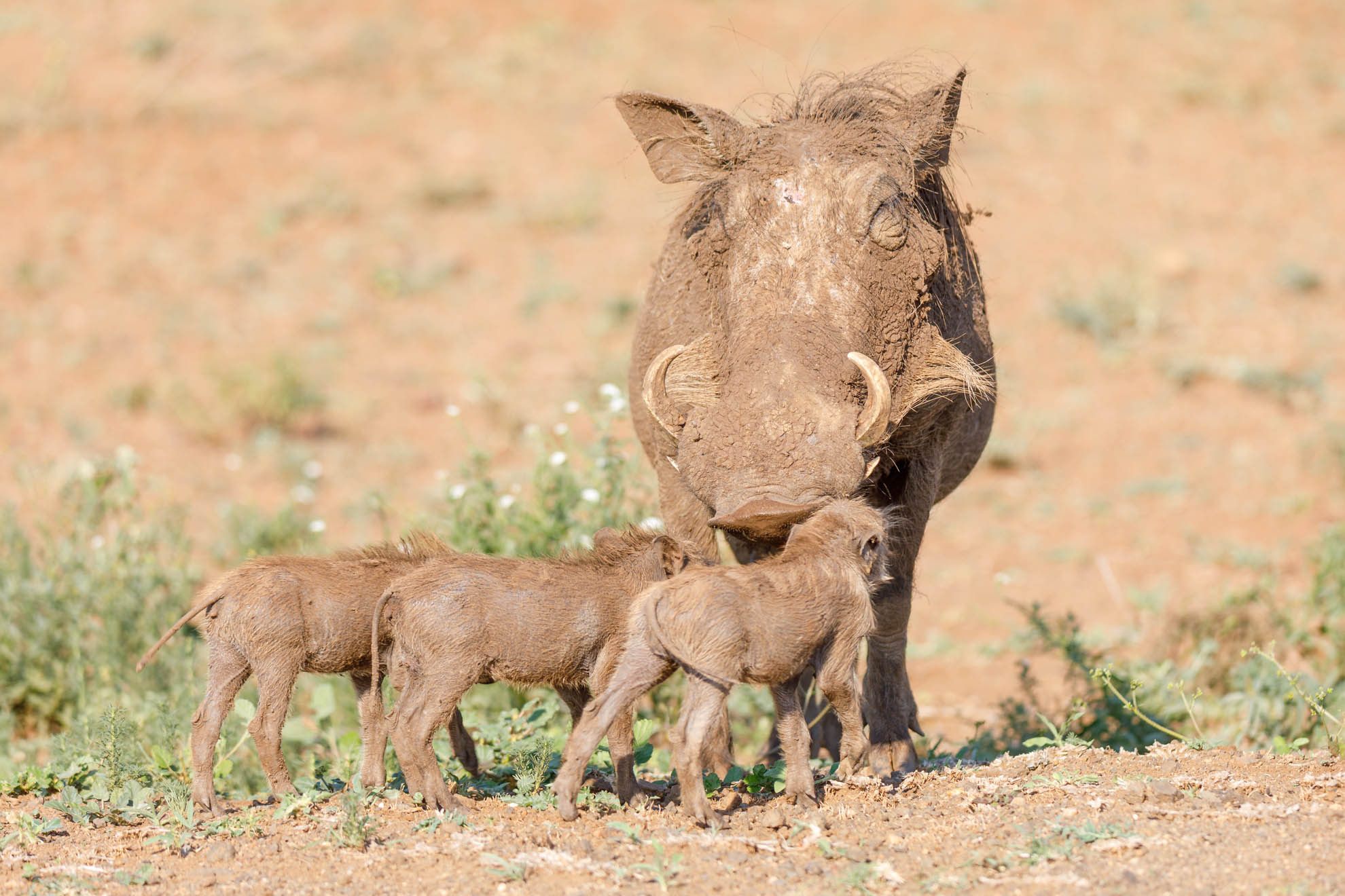 Warzenschwein
