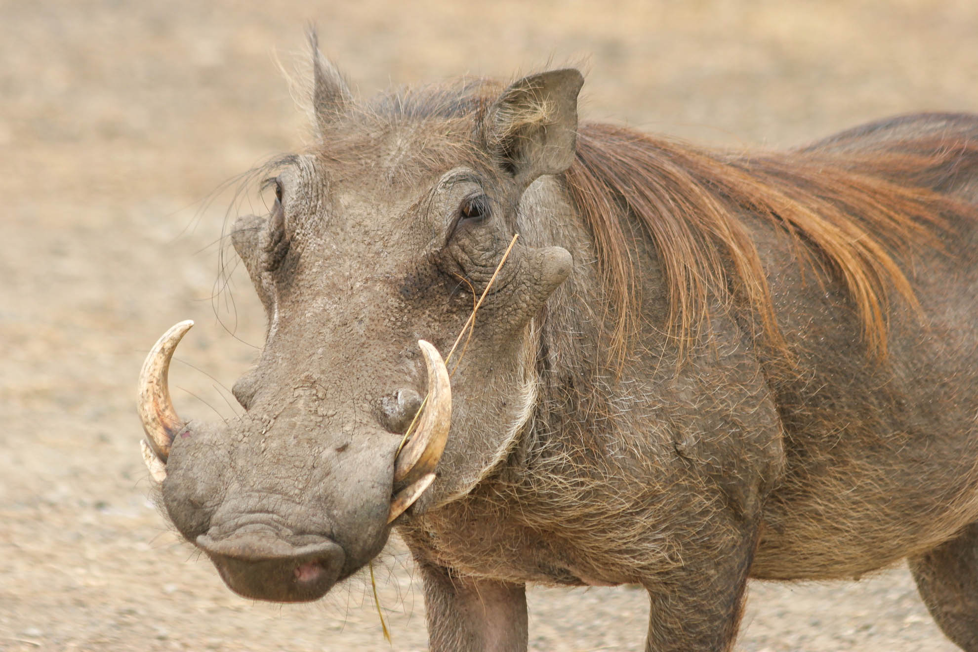 Warzenschwein