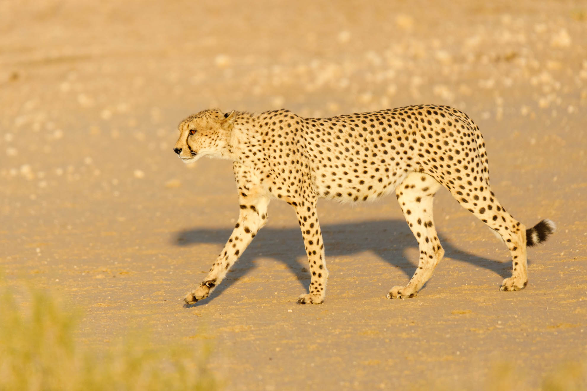 Der Gepard