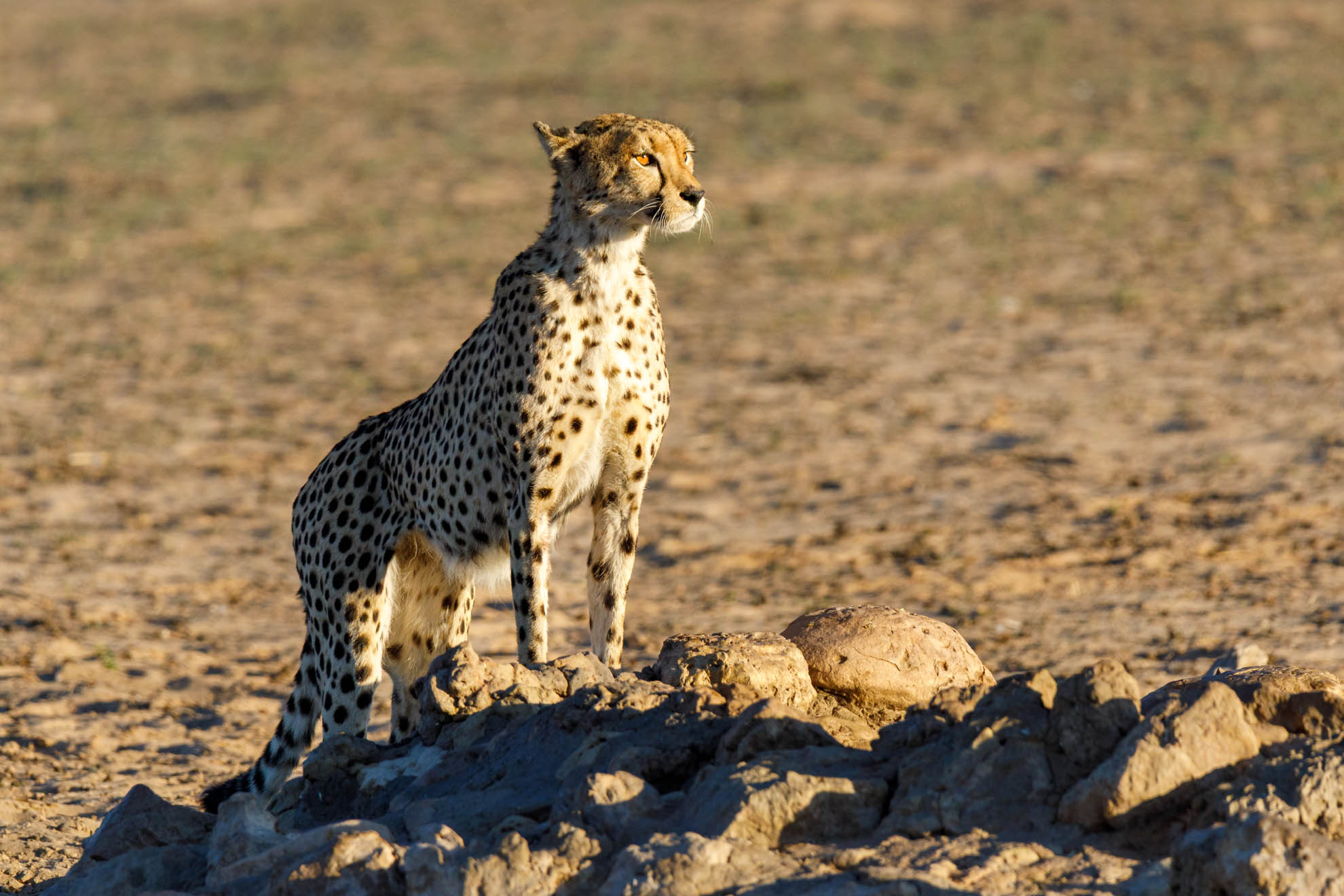 Der Gepard