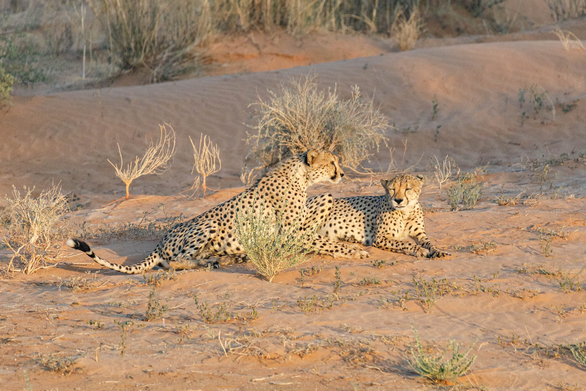 Der Gepard
