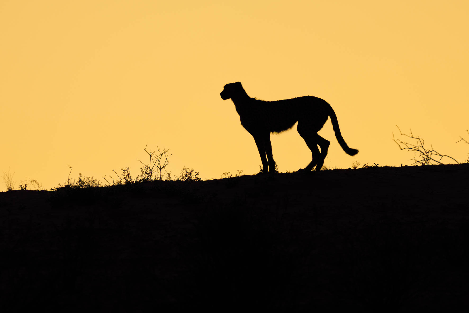 Der Gepard