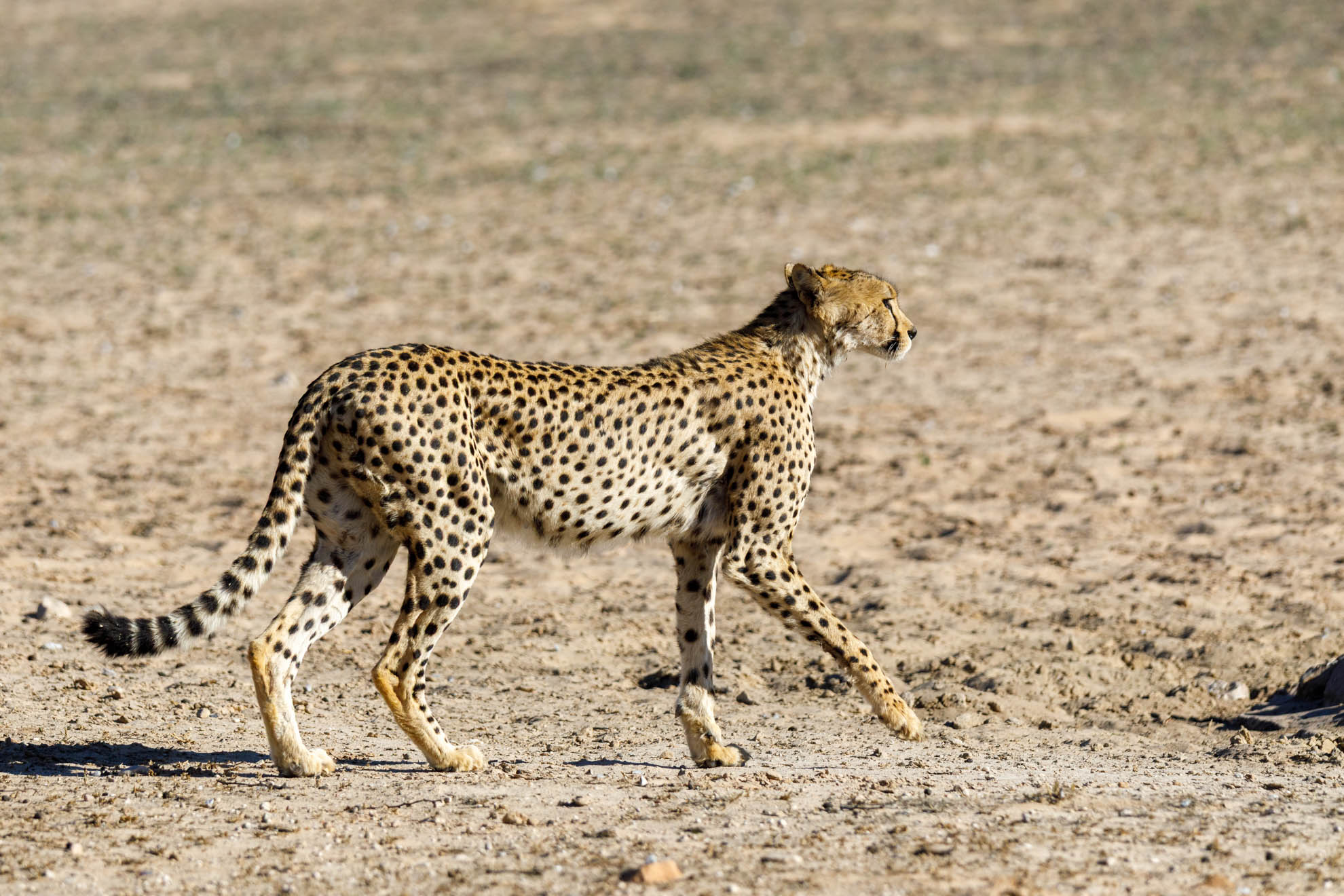 Der Gepard