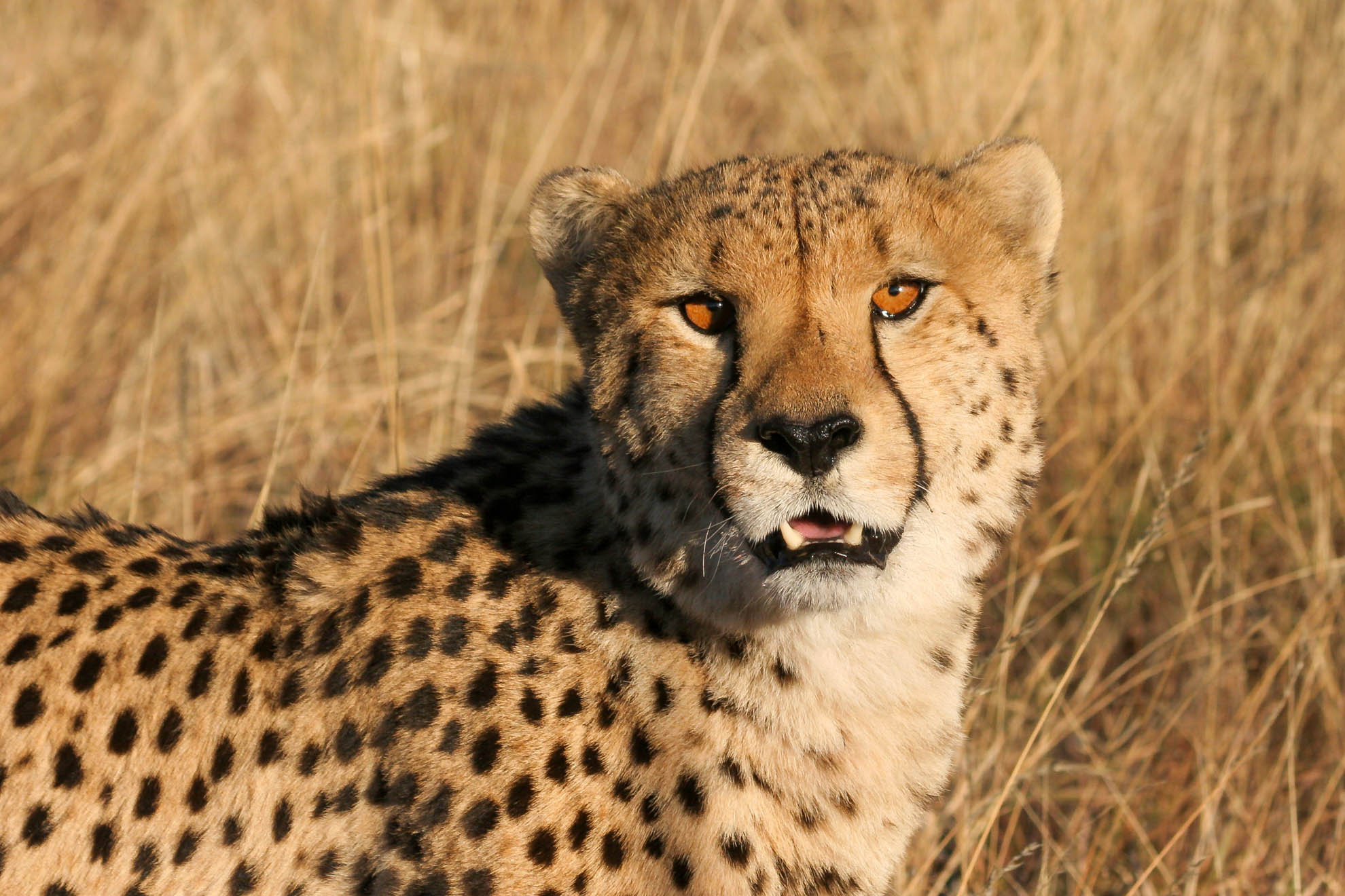 Der Gepard
