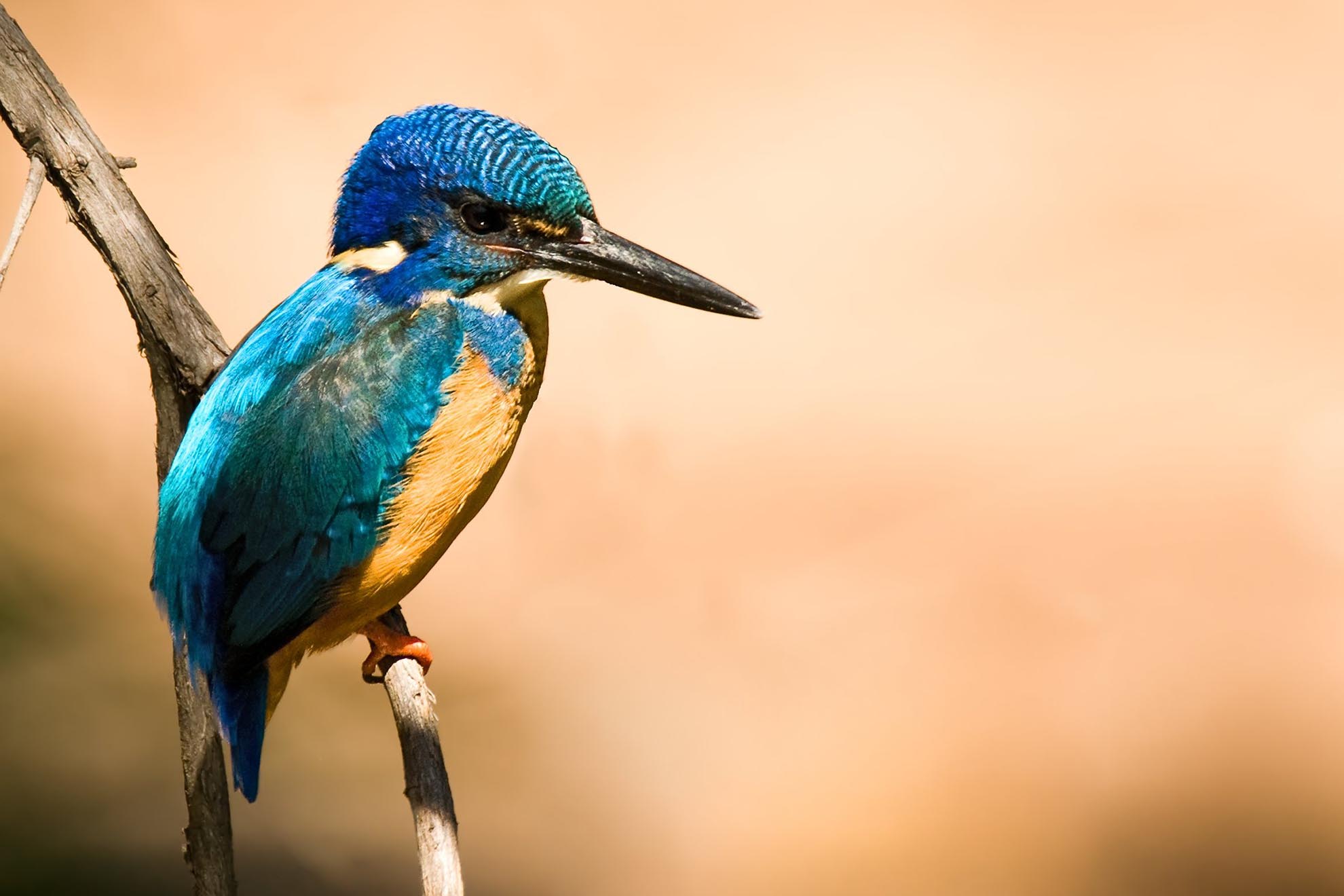Kobalteisvogel