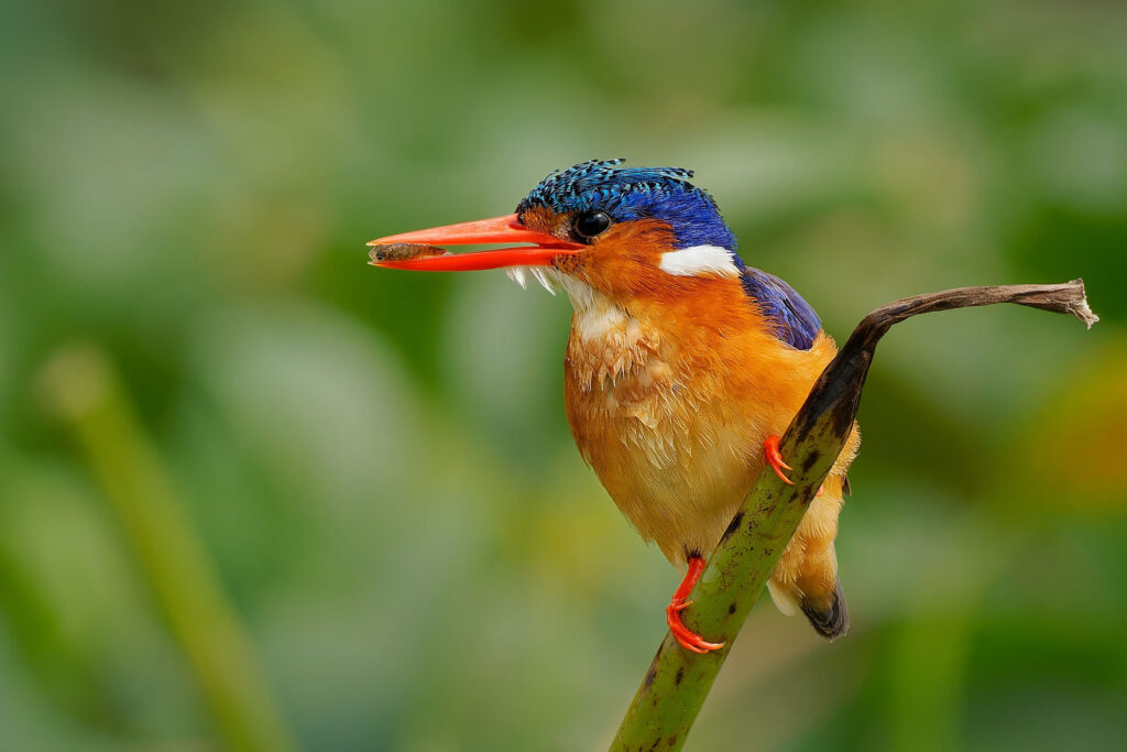 Malachiteisvogel