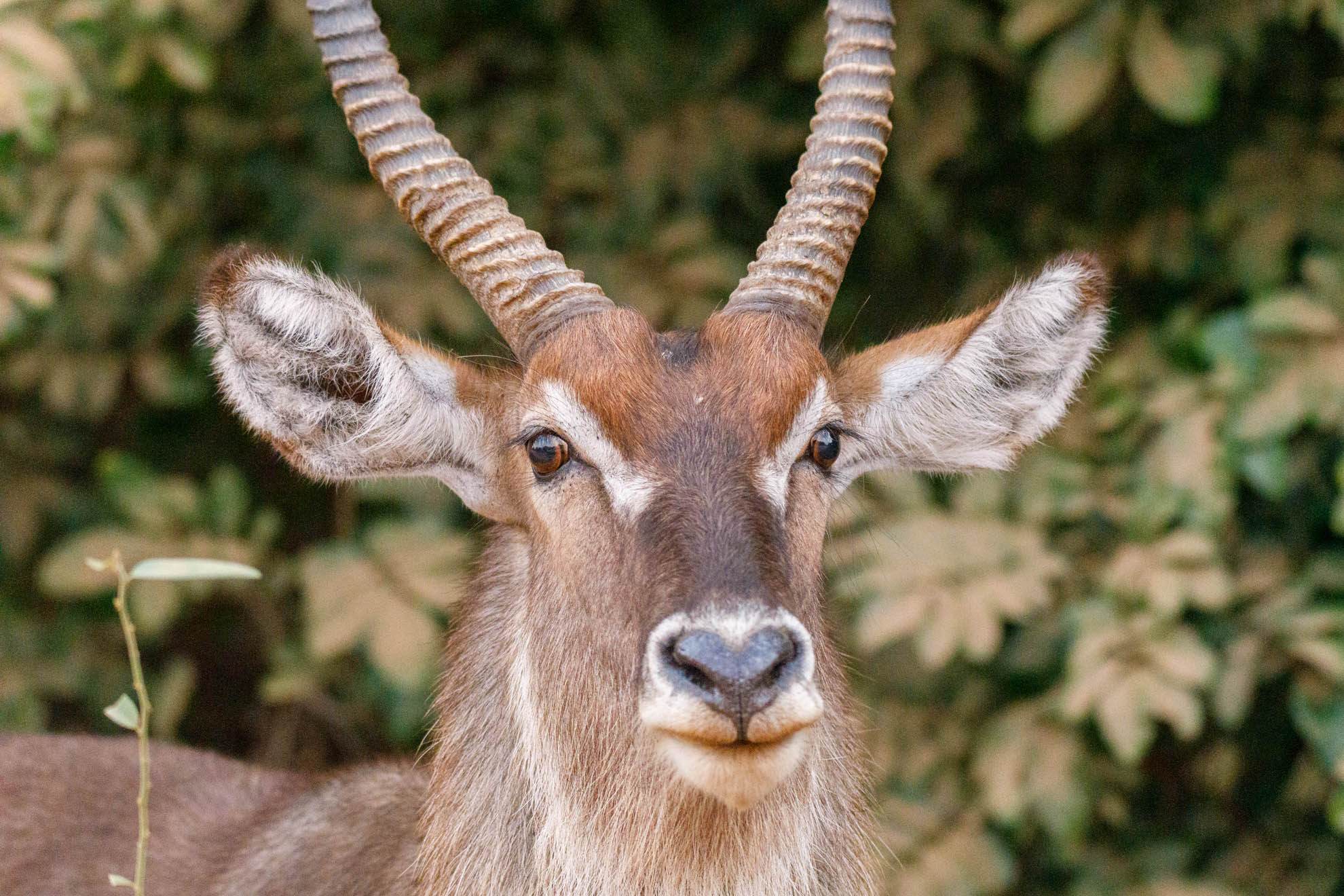 Der Wasserbock