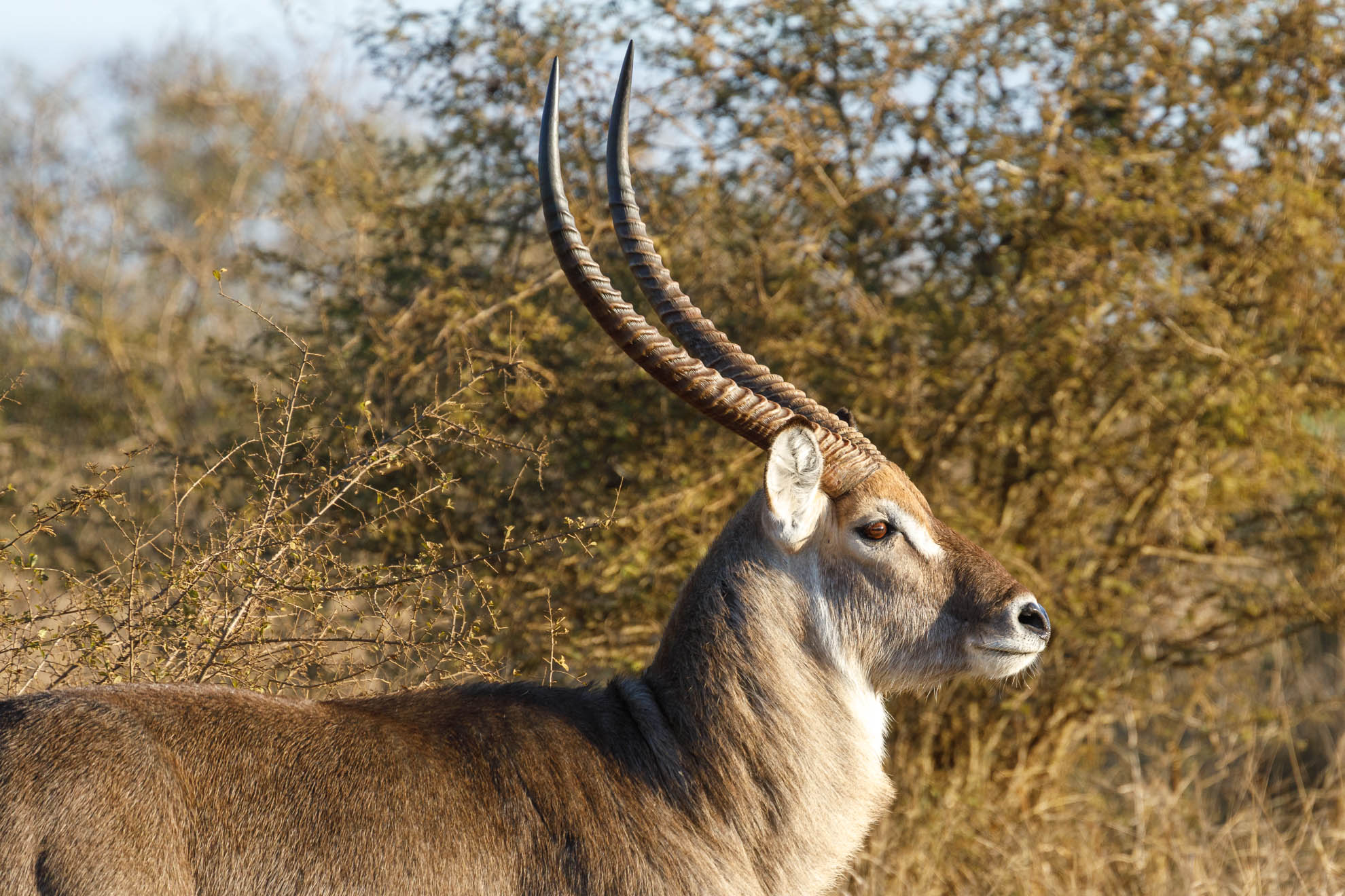 Der Wasserbock