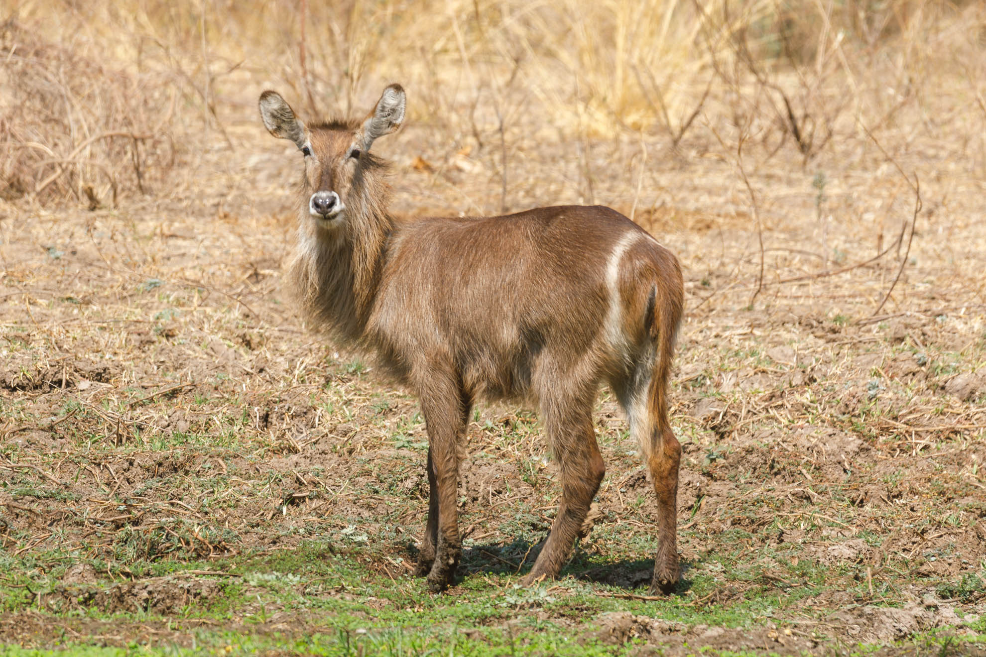 Der Wasserbock