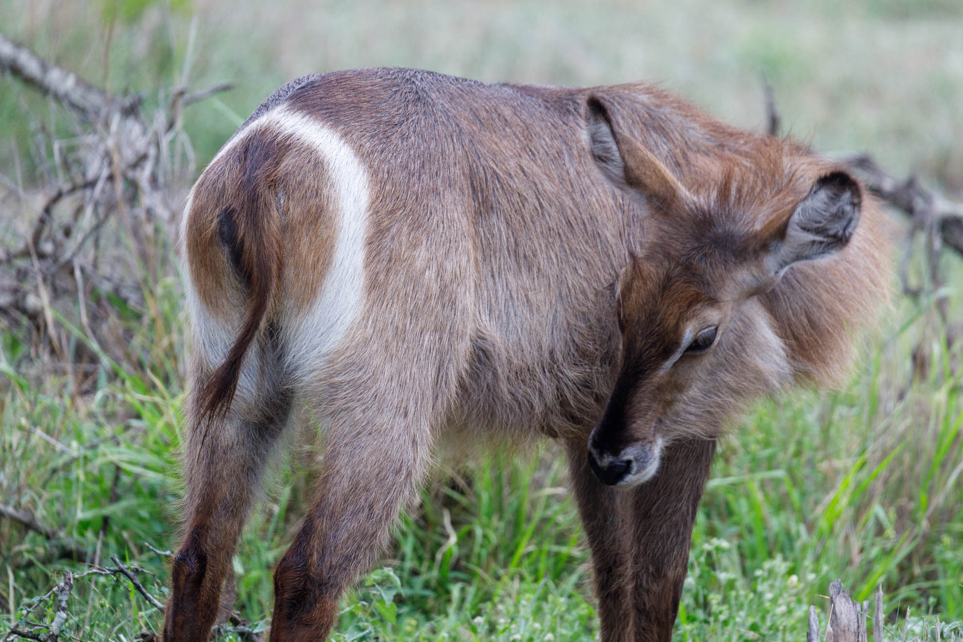 Der Wasserbock