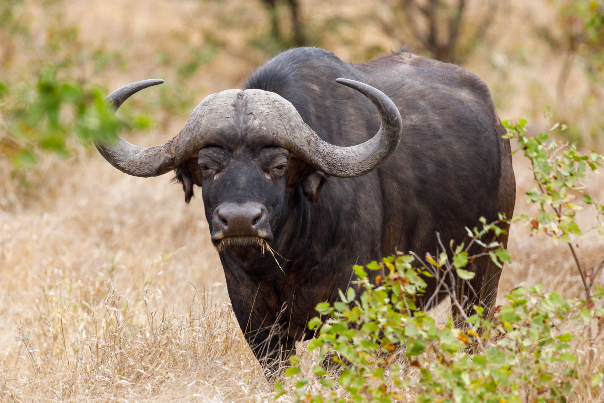 Afrikanische Büffel