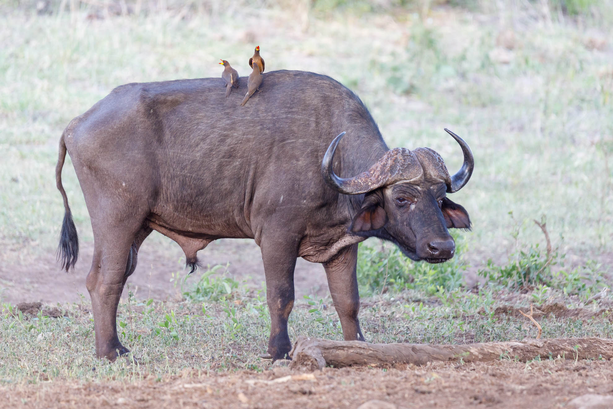 Afrikanische Büffel
