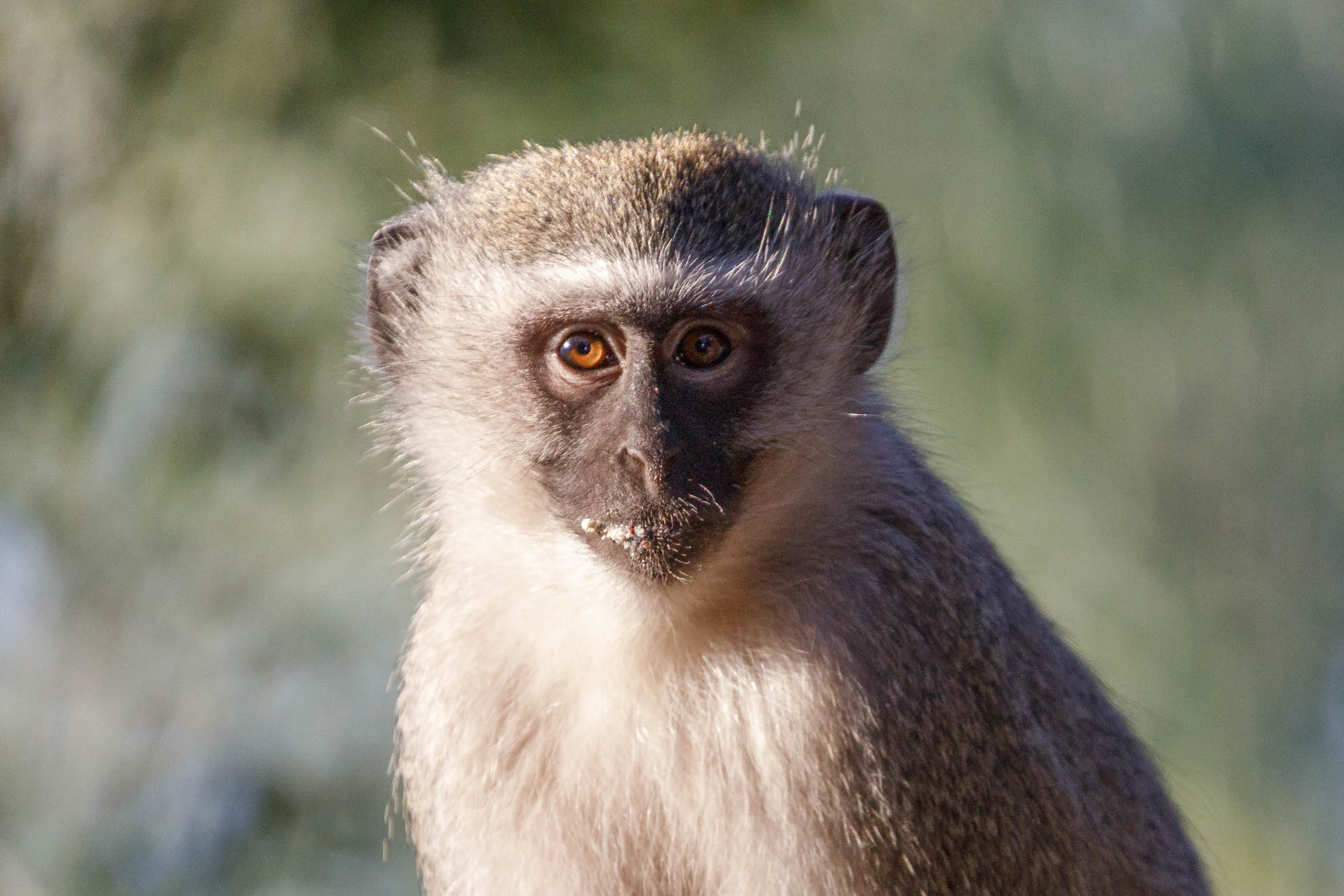 #13 – Die Grüne Meerkatze