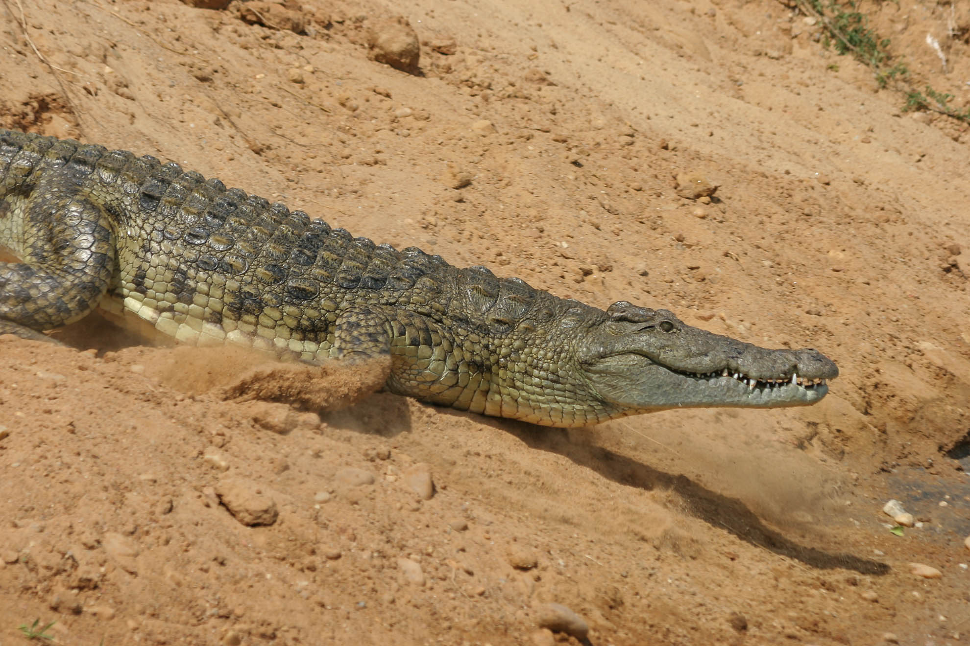 Das Nilkrokodil