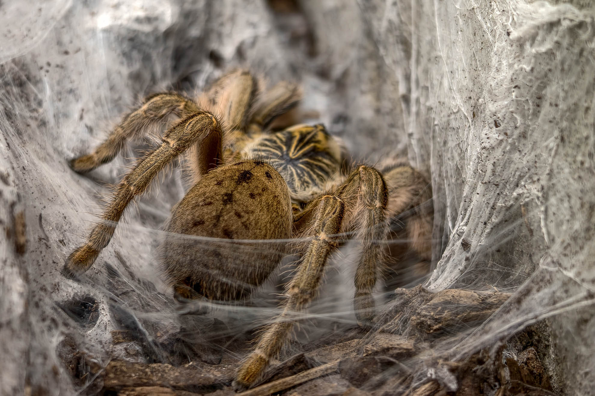 Pavianspinne