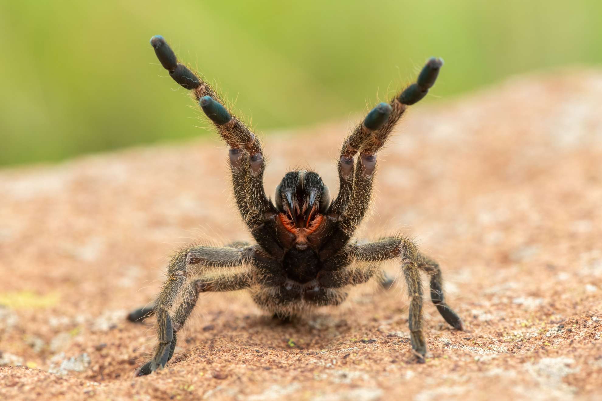 Pavianspinne