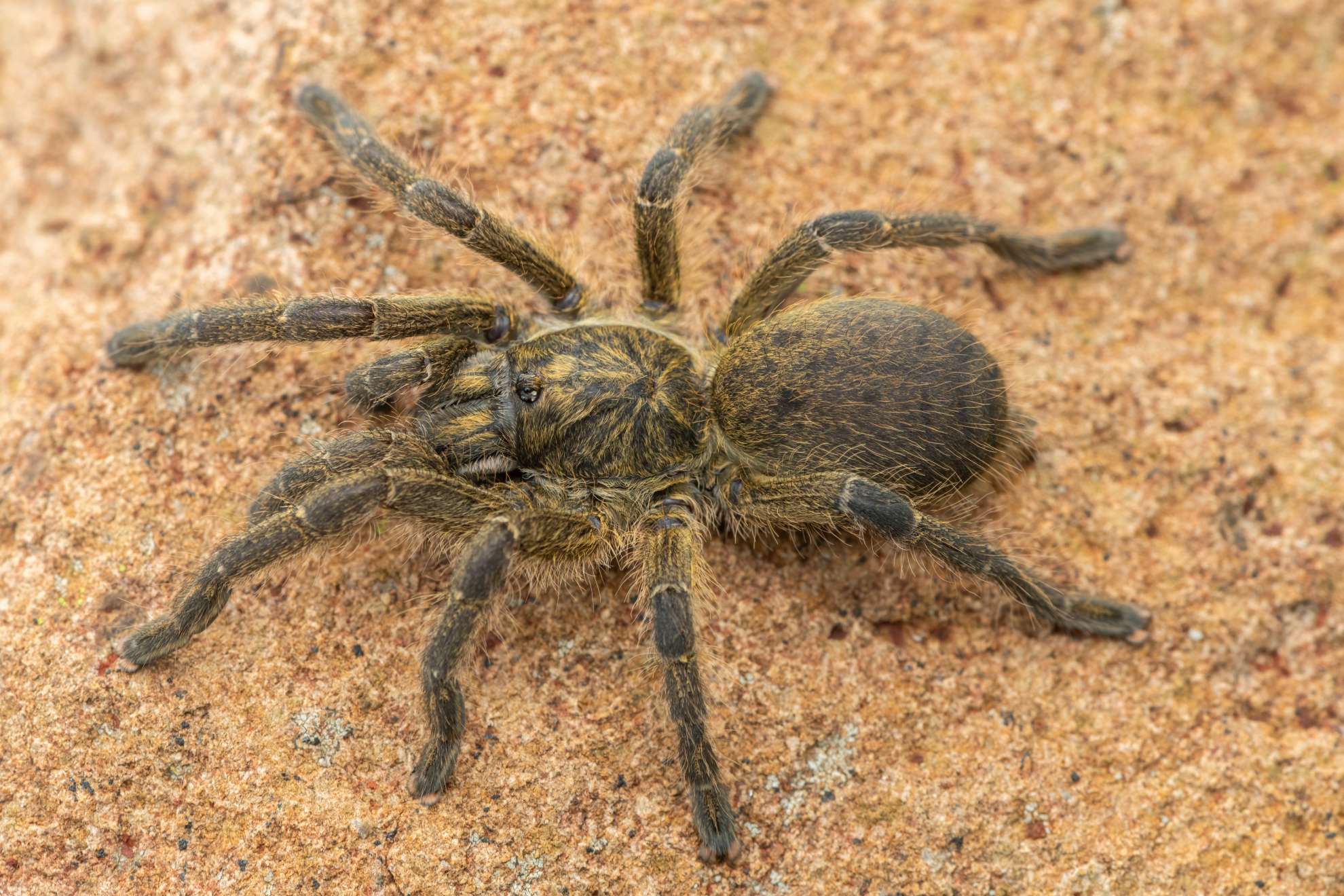Pavianspinne