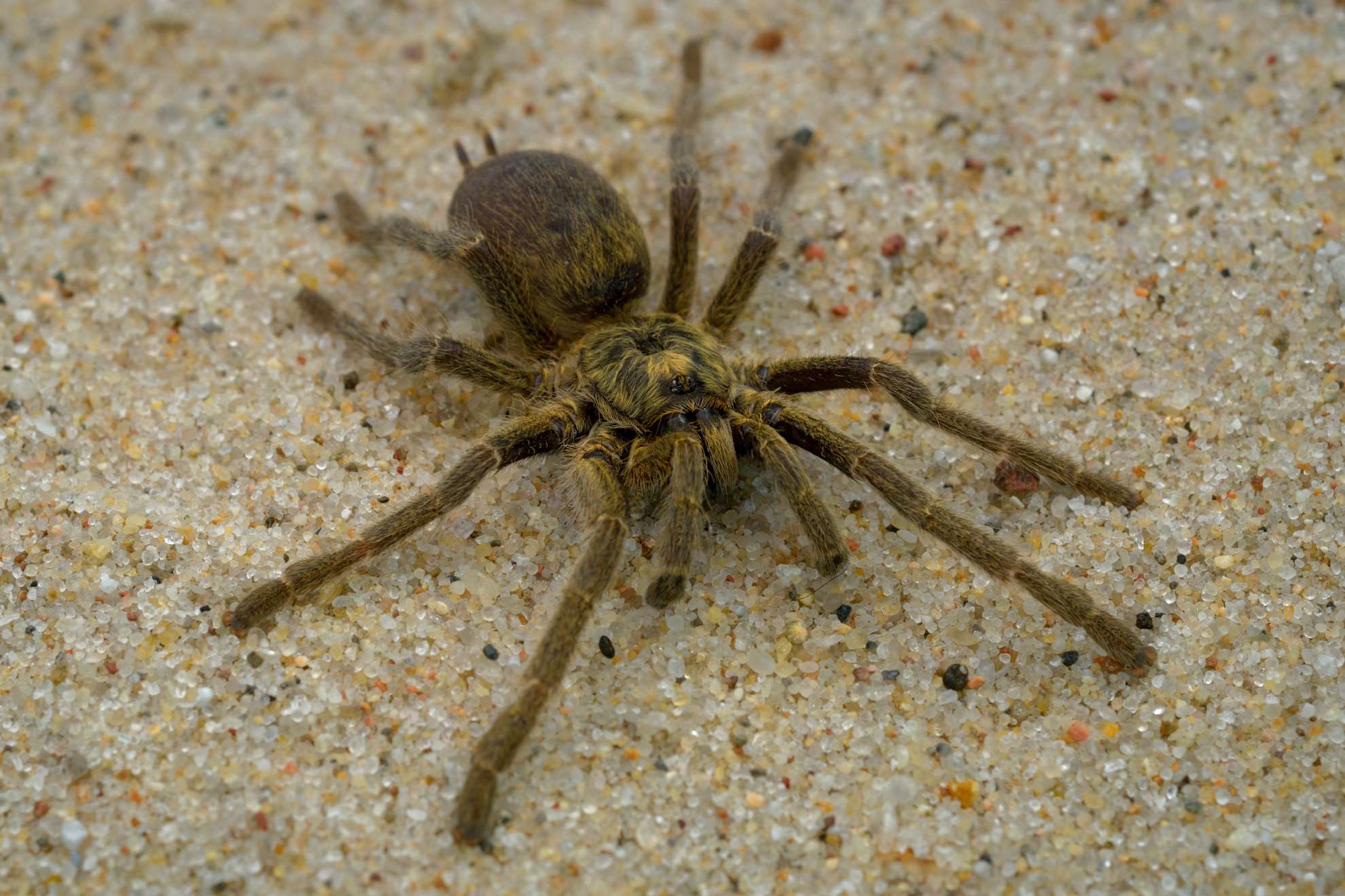 Pavianspinne