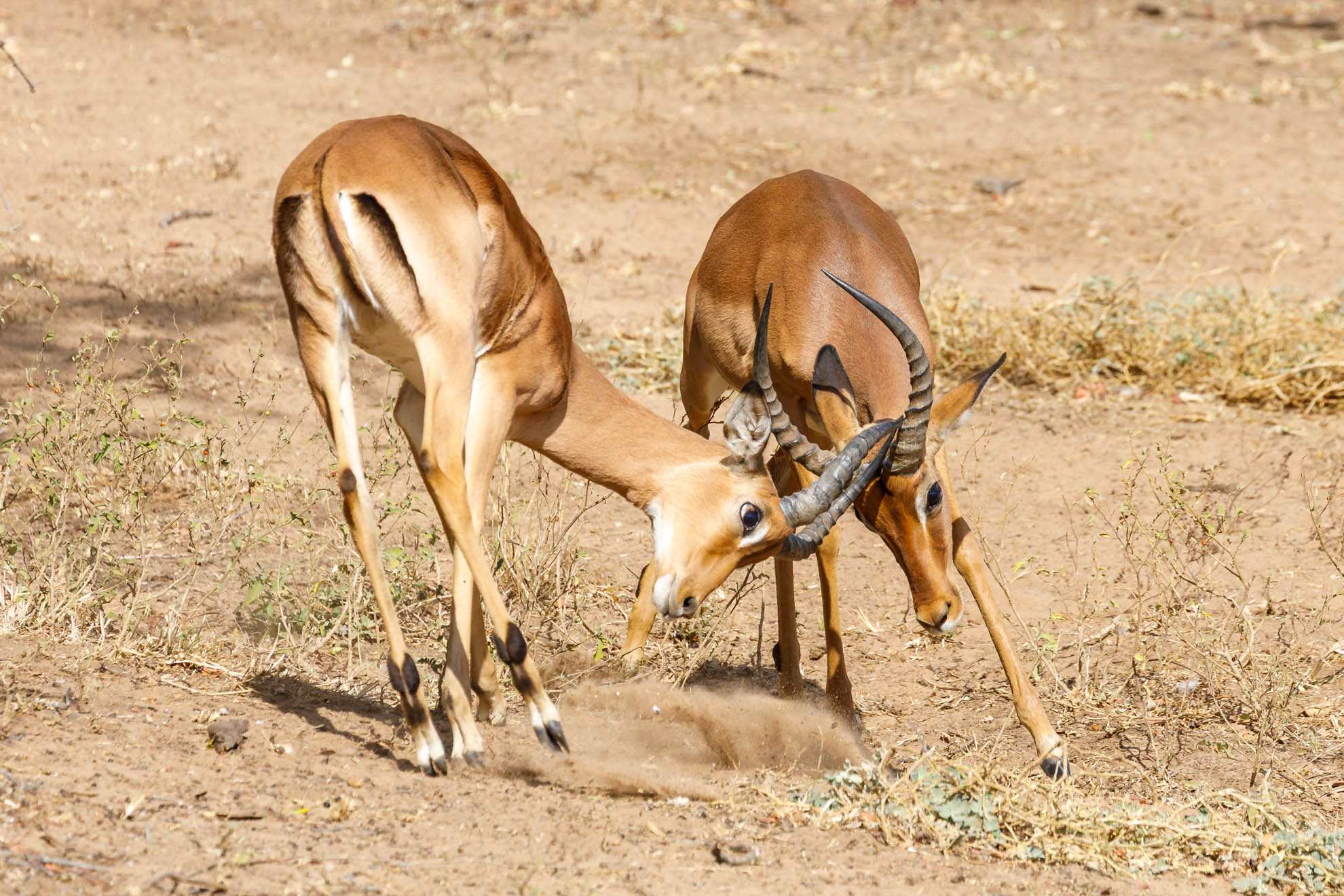 Das Impala