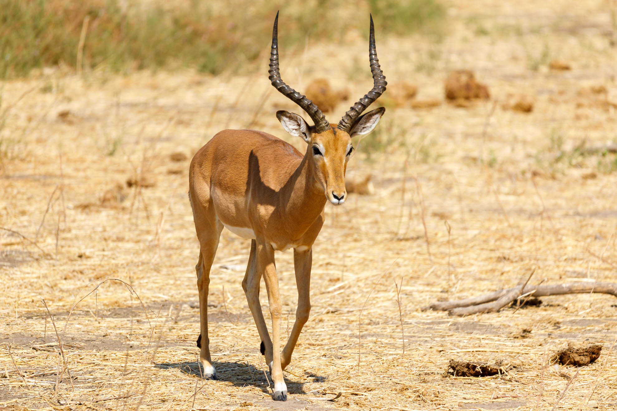 Das Impala
