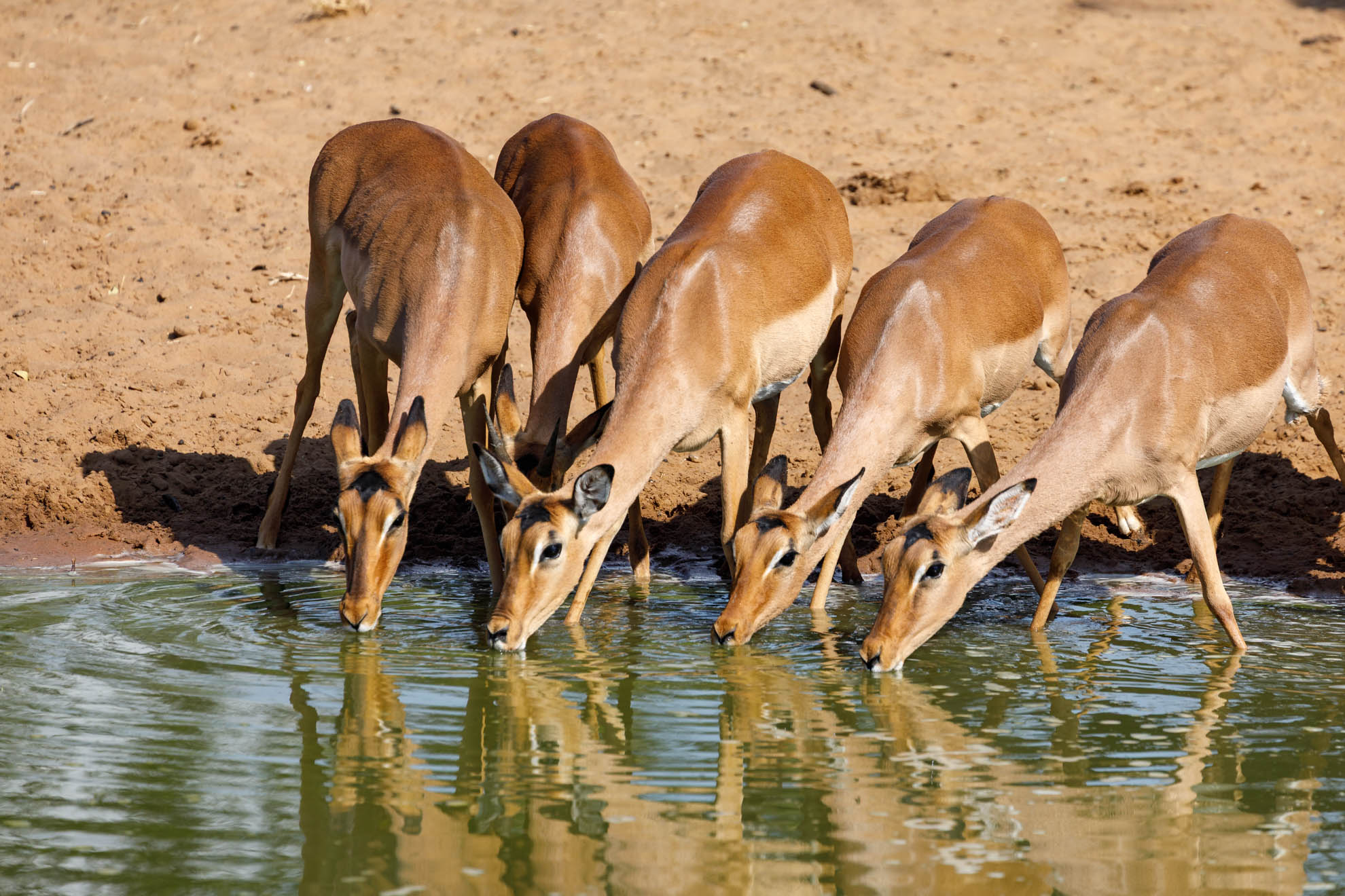 Das Impala