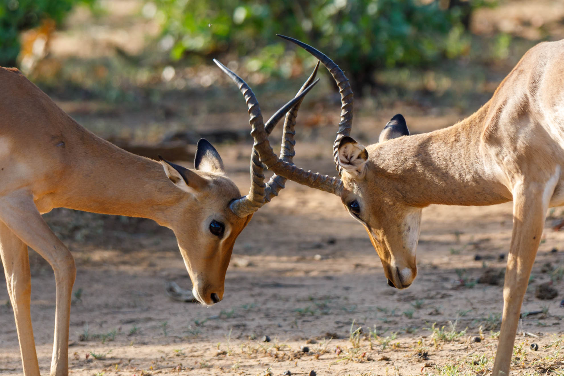 Das Impala