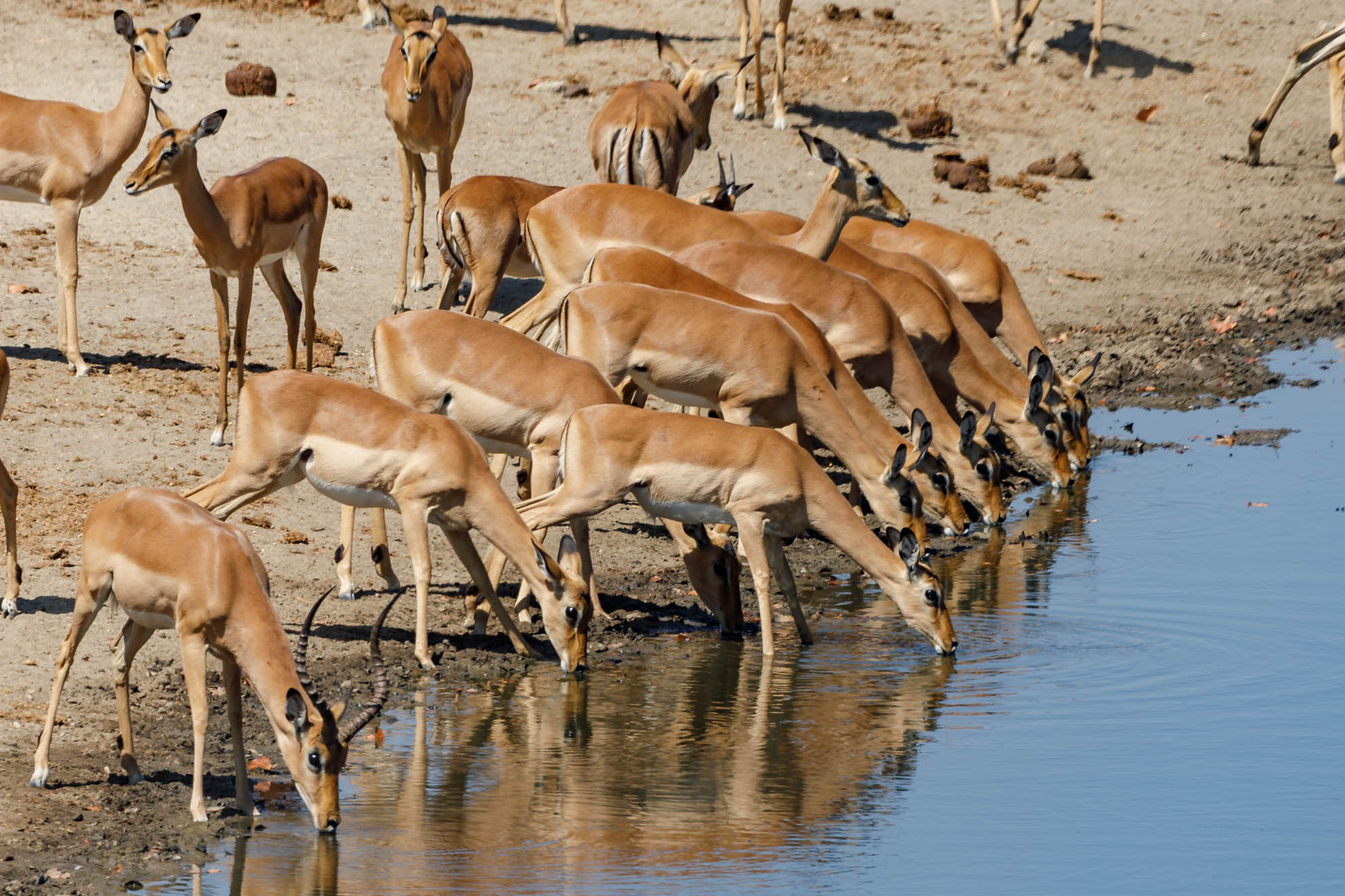 Das Impala