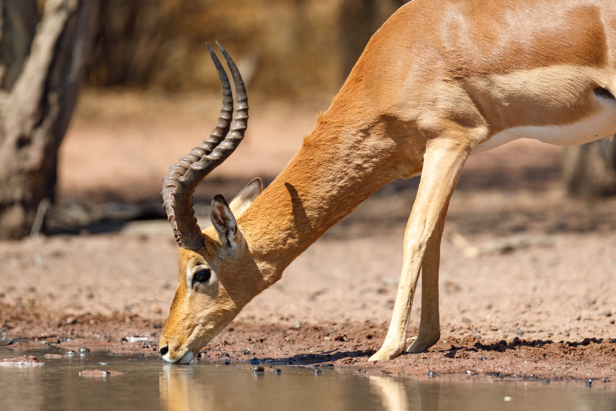 Das Impala