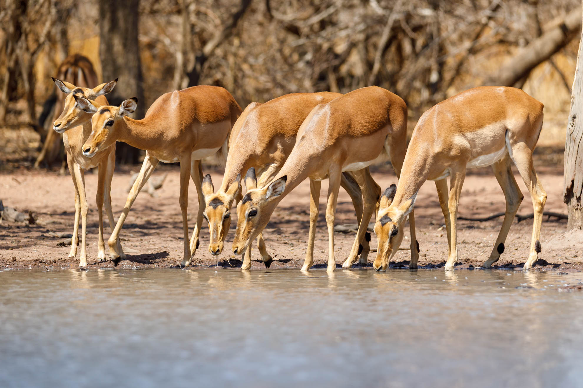 Das Impala