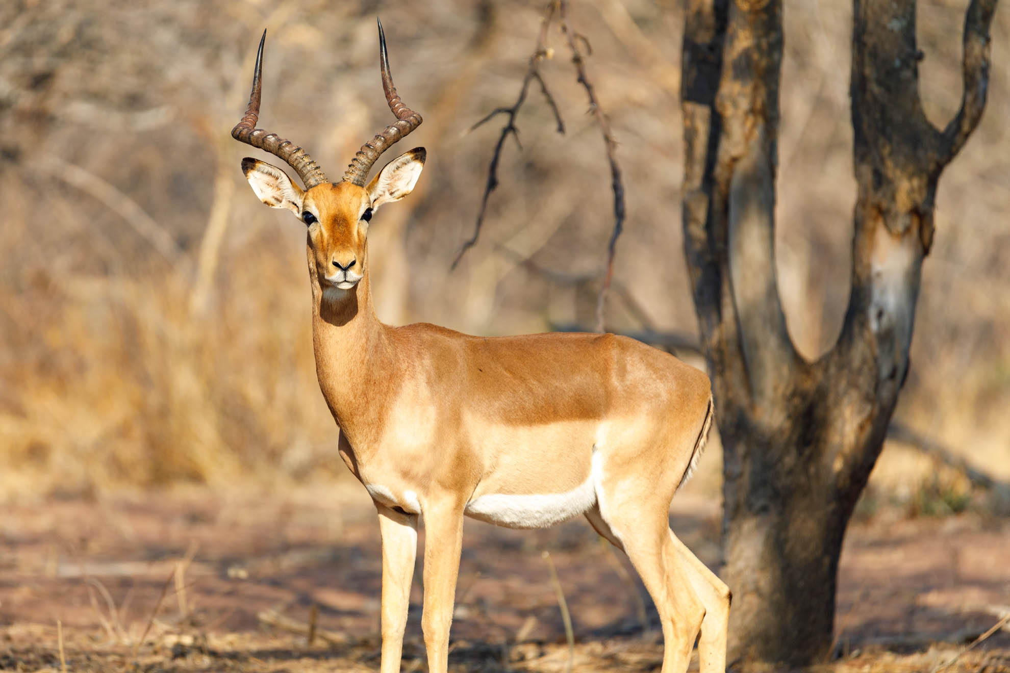 Das Impala